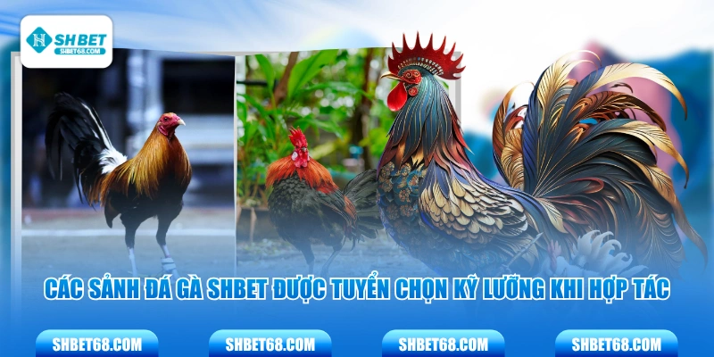 Các sảnh đá gà SHBET được tuyển chọn kỹ lưỡng khi hợp tác