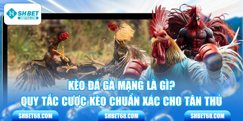 Kèo Đá Gà Mạng Là Gì? Quy Tắc Cược Kèo Chuẩn Xác Cho Tân Thủ