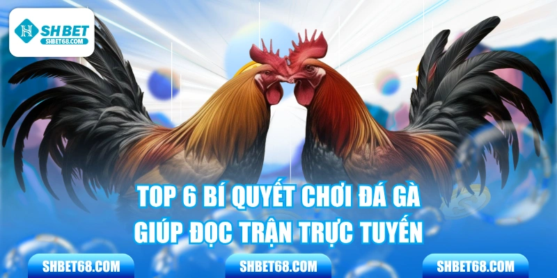Top 6 Bí Quyết Chơi Đá Gà Giúp Đọc Trận Trực Tuyến 